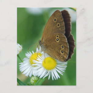 Carte Postale papillon&daises