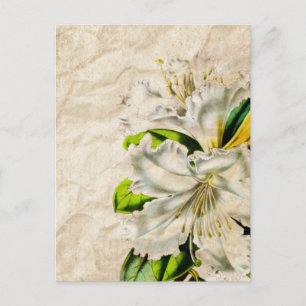 Carte Postale papillon d'art bohmeien français