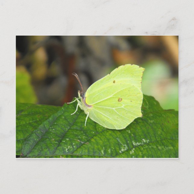 Carte Postale Papillon de Brimstone (Gonepteryx rhamni) (Devant)