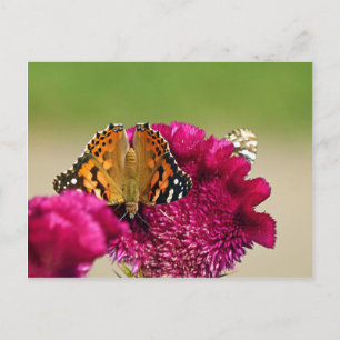 Carte Postale Papillon de la Dame peinte