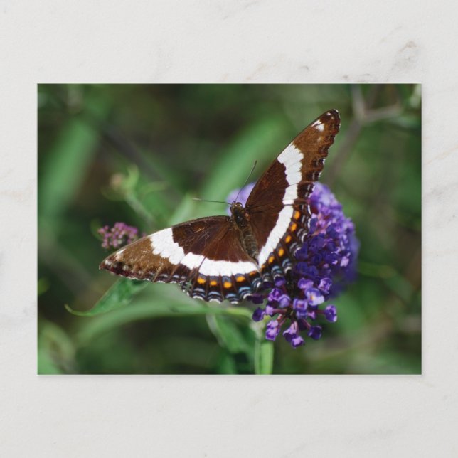Carte postale papillon de l'amiral blanc (Devant)
