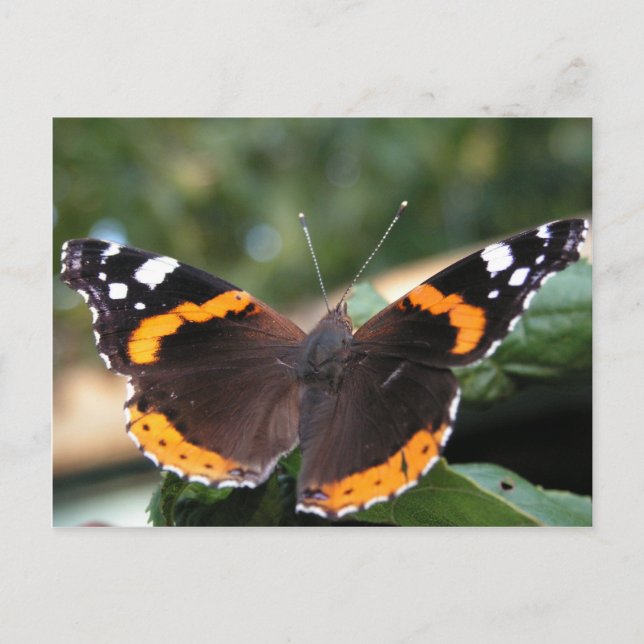 Carte postale Papillon de l'amiral rouge (Devant)