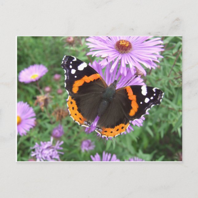 Carte Postale Papillon de l'amiral rouge (Devant)