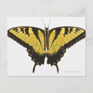 Carte Postale Papillon de l'épaisse queue de tigre occidentale