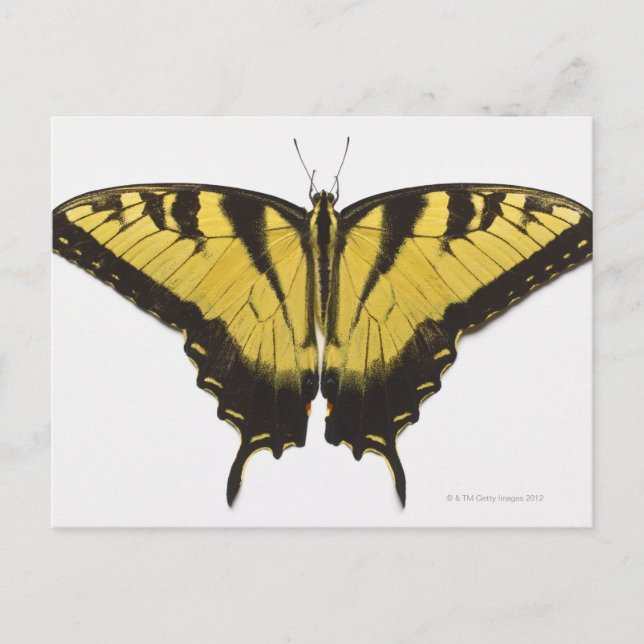 Carte Postale Papillon de l'épaisse queue de tigre occidentale (Devant)