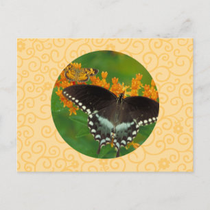 Carte Postale Papillon de machaon de Spicebush