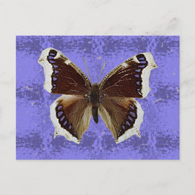 Carte Postale Papillon de manteau de deuil du Montana (Devant)