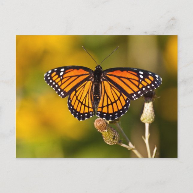 Carte Postale Papillon de monarque (Devant)