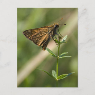 Carte Postale papillon de nuit brun