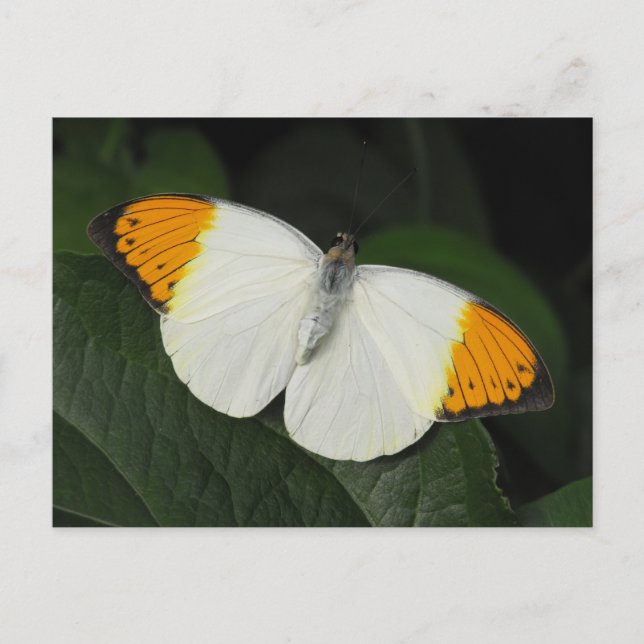 Carte Postale Papillon de pointe orange géant (Devant)