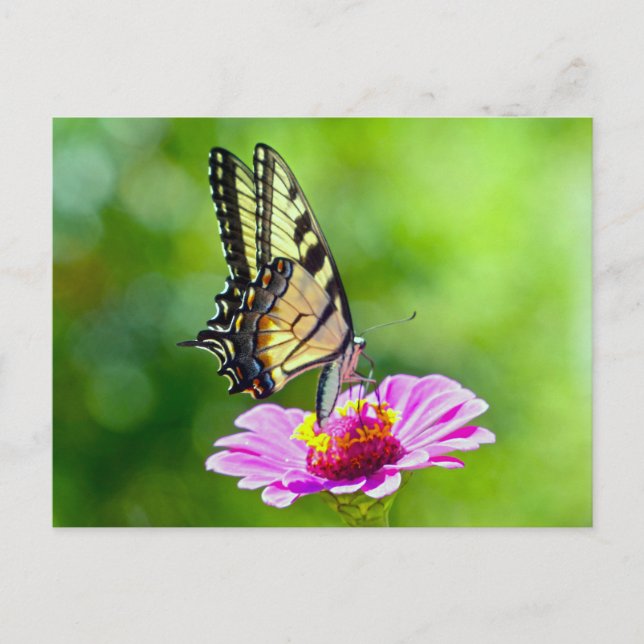 Carte Postale Papillon de queue de tigre (Devant)
