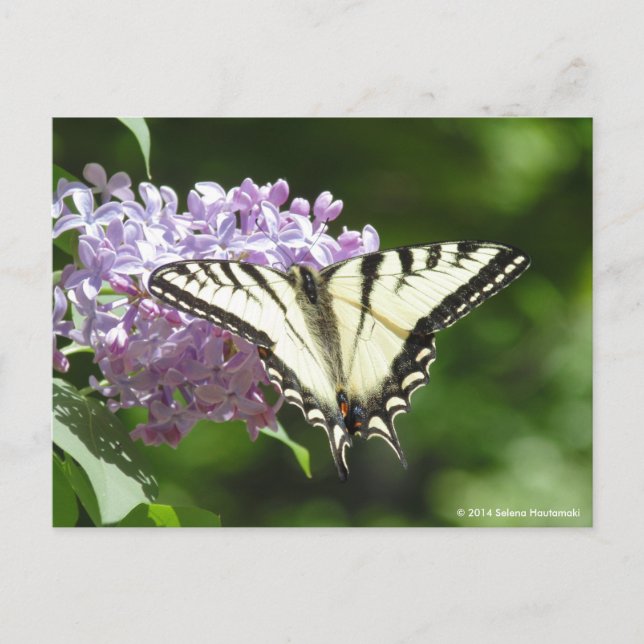 Carte Postale Papillon de queue de tigre (Devant)