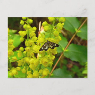 Carte Postale Papillon de Redwood et fleurs sauvages de raisin d