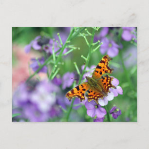 Carte Postale Papillon de virgule