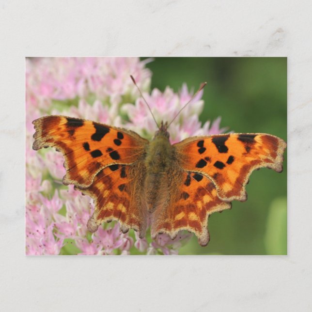 Carte Postale Papillon de virgule (Devant)
