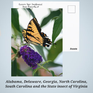 Carte Postale Papillon d'État Eastern Tiger Swallowtail