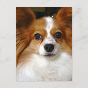 Carte postale Papillon Dog