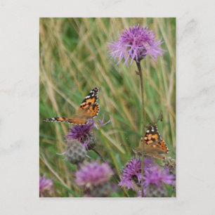 Carte postale Papillon Dreams