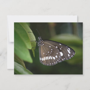 Carte Postale Papillon du Corbeau commun