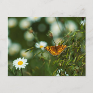 Carte Postale Papillon du Pacifique