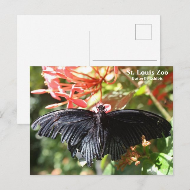 Carte postale papillon du zoo de St. Louis (Devant / Derrière)