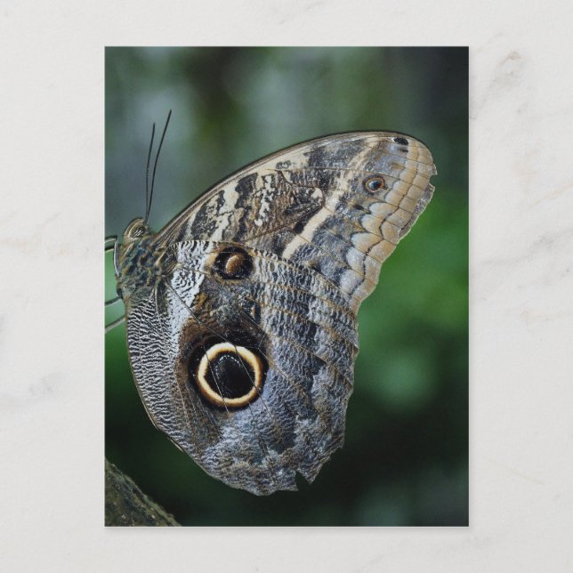 Carte Postale Papillon Extraordinaire Caligo Eurilochus (Devant)