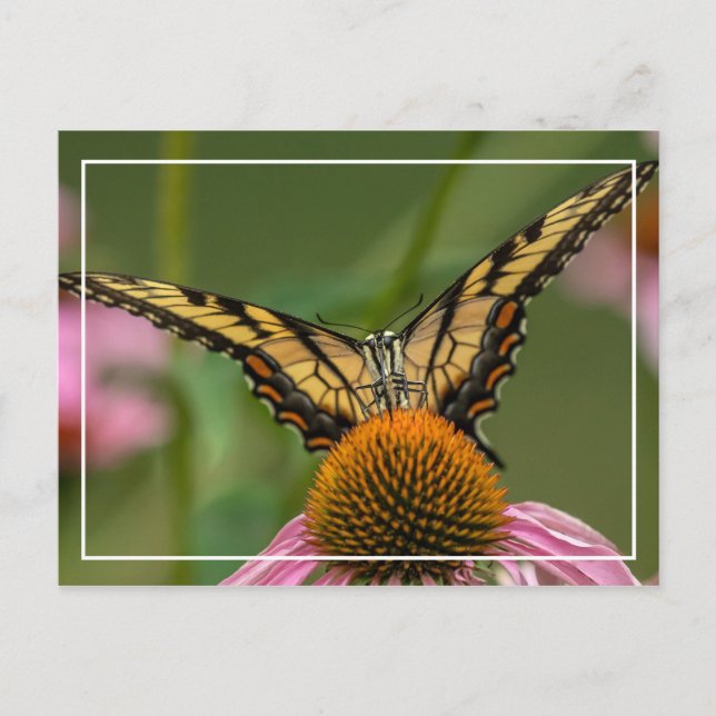 Carte Postale Papillon face à face (Devant)
