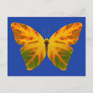 Carte Postale Papillon feuille Aspen 1