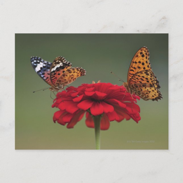 Carte Postale Papillon Fritillaire (Argyreus hyperbius) sur 2 (Devant)