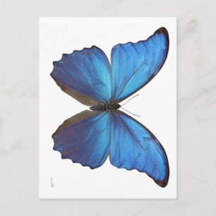 Carte Postale Papillon géant bleu Morpho