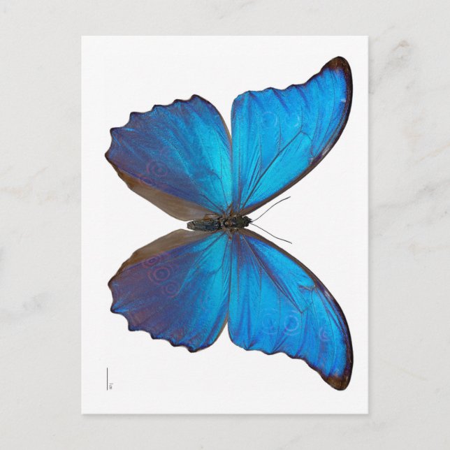 Carte Postale Papillon géant bleu morpho (Devant)