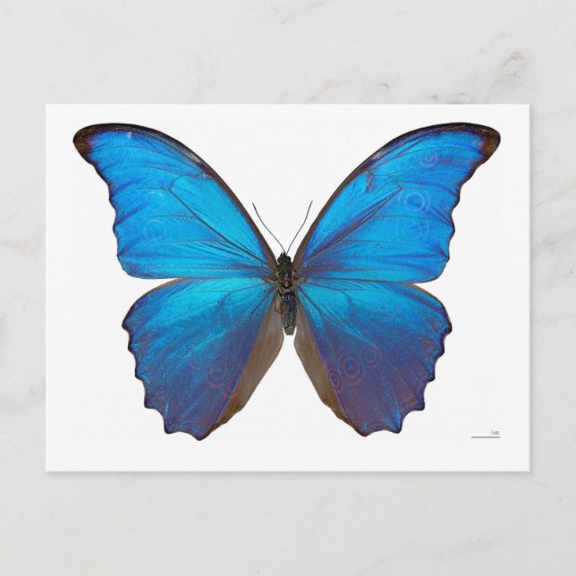 Carte Postale Papillon géant bleu Morpho (Devant)