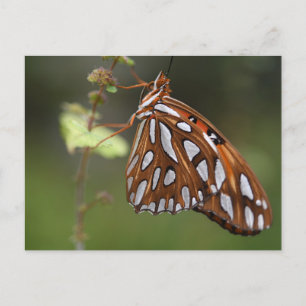 Carte Postale Papillon Golfe Fritillaire Passion Orange tacheté