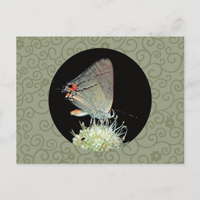 Carte Postale Papillon gris Hairstreak (Devant)