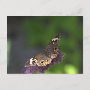 Carte Postale Papillon I