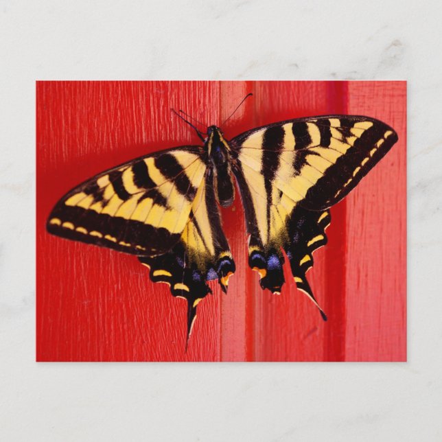 Carte Postale papillon inhabituel arrière - plan (Devant)