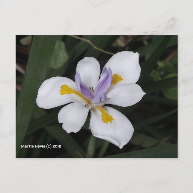 Carte Postale Papillon iris (Devant)