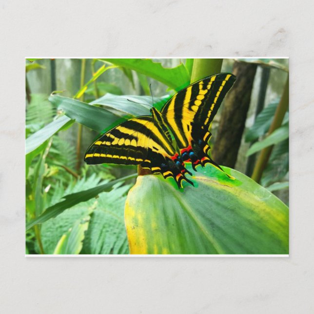 Carte Postale Papillon irlandais (Devant)