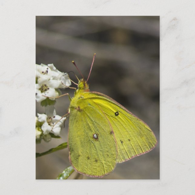 Carte Postale Papillon jaune (Devant)