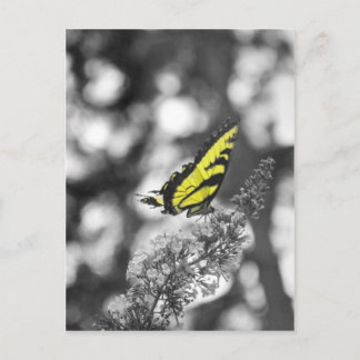 Carte Postale Papillon jaune
