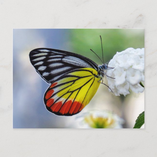 Carte Postale Papillon jaune rouge Peint Jezebel (Devant)