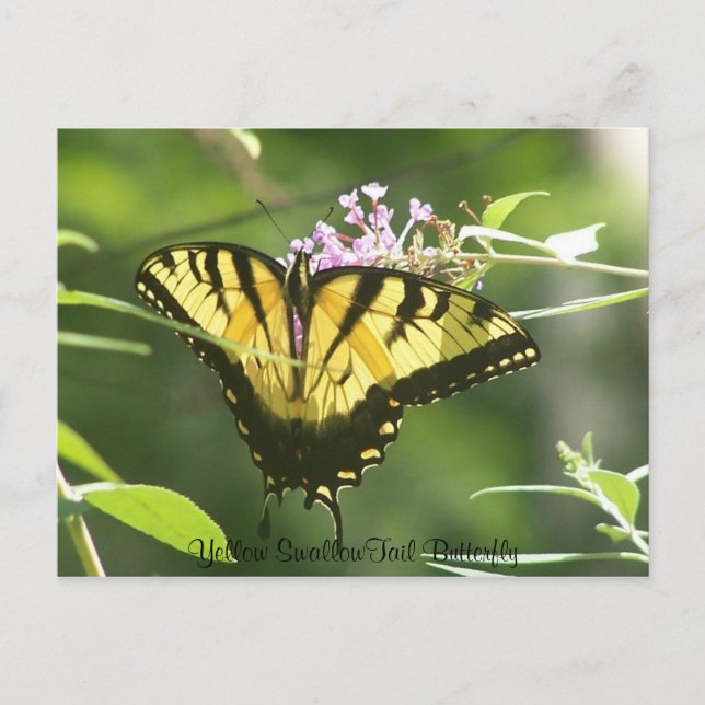 Carte Postale Papillon jaune SwallowTail (Devant)