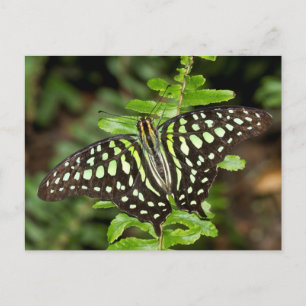 Carte Postale Papillon Jay
