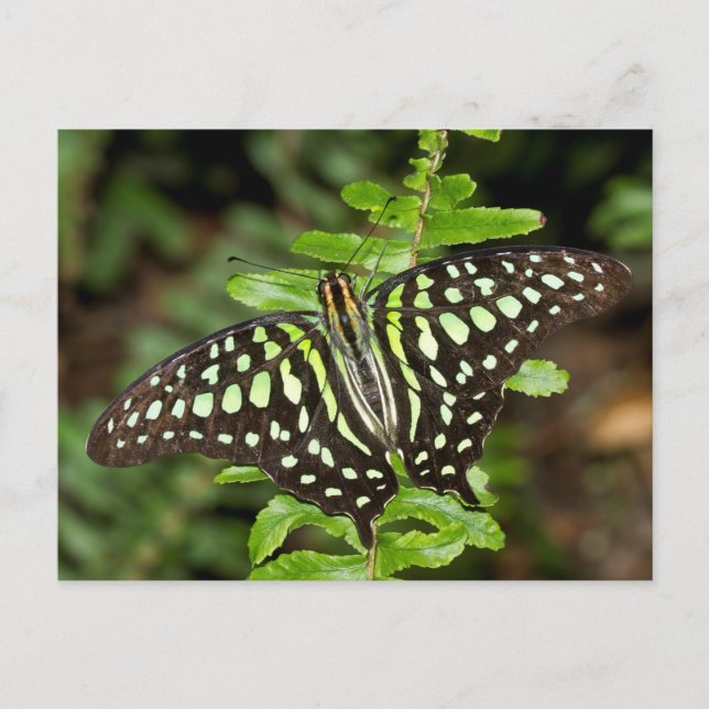Carte Postale Papillon Jay (Devant)