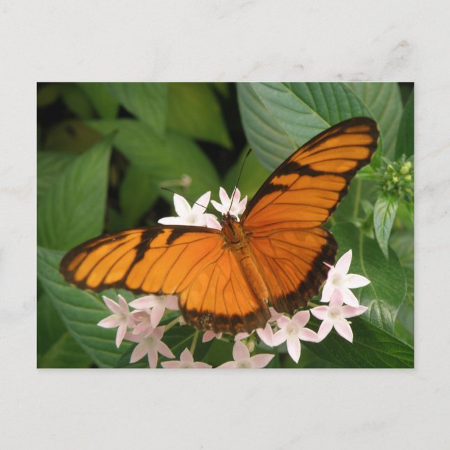 Carte postale Papillon Julia Orange (Devant)