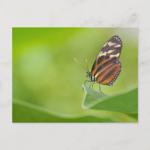 Carte Postale Papillon long tigre