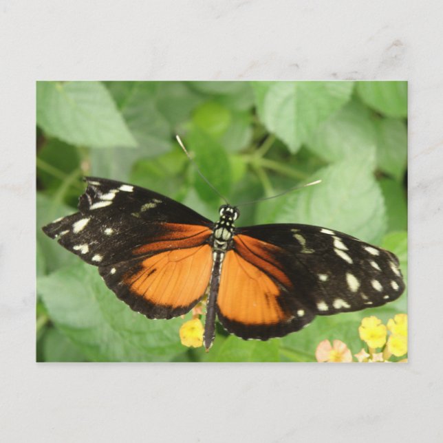 Carte postale Papillon long tigre (Devant)