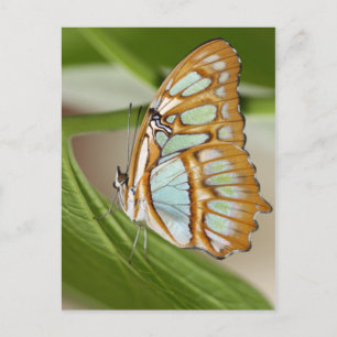Carte Postale Papillon malachite