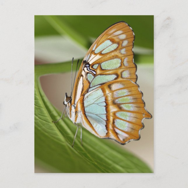 Carte Postale Papillon malachite (Devant)