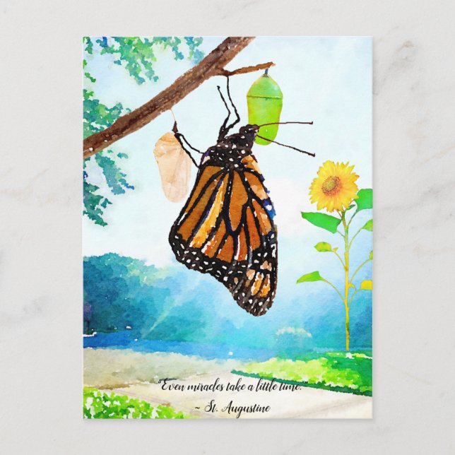 Carte Postale Papillon Miracles Monarch (Devant)